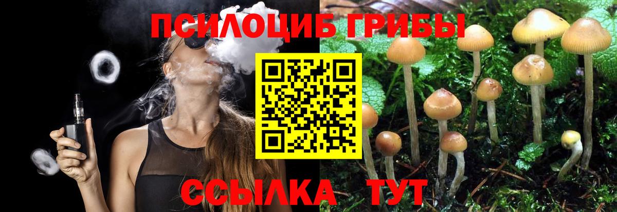 Галлюциногенные грибы Psilocybine cubensis Губаха